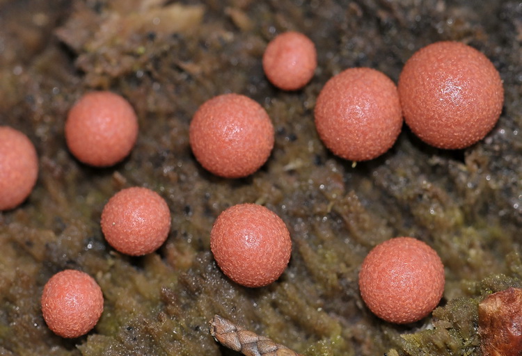 Lycogala epidendrum